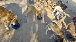 Fundraiser by ALONDRA ASCENCIO MARTINEZ : buen día lo recaudado será para el alimentos de los perros Donate to buen día lo... 