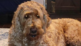 Fundraiser by Julie Park : Help Our Sweet Dog Koda Get the Surgery He Needs Donate to Help Our Sweet Dog Koda Get the Surgery He... 