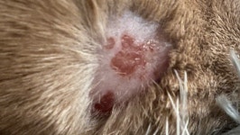 Fundraiser by Jodi Freda : Jerry Is In Pain - Please Help Him Get Treatment Donate to Jerry Is In Pain - Please Help Him Get... 