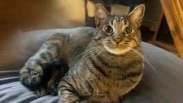 Fundraiser by Sam Blatter : Help Cib Get His Much-Needed Hip Surgery Donate to Help Cib Get His Much-Needed Hip Surgery... 