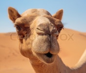 Camels in the desert | Stock image | Colourbox