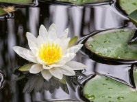 White water lily in the lake | Stock image | Colourbox