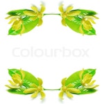 Ylang Ylang flower (Cananga odroata), ... | Stock image | Colourbox