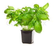 Basil leaf isolated on white background | Stock image | Colourbox