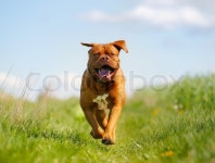 Purebred dog outdoors on a sunny summer ... | Stock image | Colourbox