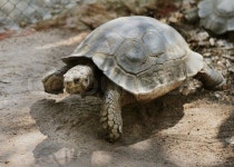 Funny land big turtle in a zoo \ | Stock image | Colourbox