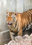 Tiger is standing in the zoo | Stock image | Colourbox