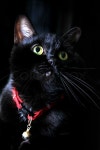 Black cat with green eyes on black ... | Stock image | Colourbox