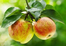 Red apples on a tree | Stock image | Colourbox