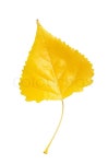 Autumn yellow orange poplar leaf ... | Stock image | Colourbox