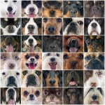 Composite picture of head of dogs in ... | Stock image | Colourbox