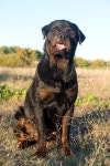 Portrait of a purebred rottweiler in a ... | Stock image | Colourbox