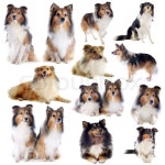 Portrait of a purebred shetland dogs in ... | Stock image | Colourbox