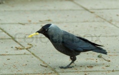 Jackdaw, bird, black, feather, nature, ... | Stock image | Colourbox