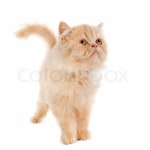Persian kitten in front of a white ... | Stock image | Colourbox