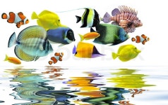 Group of fishes on a white background | Stock image | Colourbox