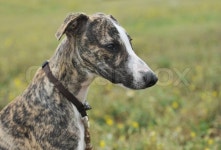 Portrait of a purebred puppy whippet in ... | Stock image | Colourbox