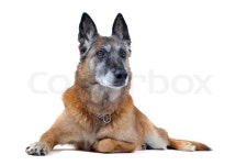 Old purebred belgian sheepdog malinois ... | Stock image | Colourbox