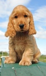 Young puppy purebred english cocker ... | Stock image | Colourbox
