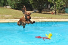 Jumping purebred cocker spaniel in a ... | Stock image | Colourbox