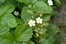 Strawberry Plant | Stock image | Colourbox