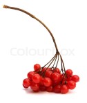 Viburnum branch on the white background | Stock image | Colourbox