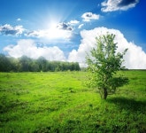 Young little tree on a green meadow at ... | Stock image | Colourbox