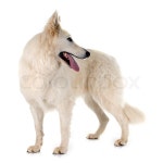 Purebred White Swiss Shepherd in front ... | Stock image | Colourbox