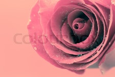 Beautiful red rose close up | Stock image | Colourbox