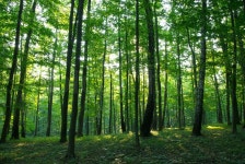 Sunlight in the green forest, spring ... | Stock image | Colourbox