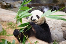 Giant panda bear eating bamboo leafs | Stock image | Colourbox