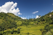 Rice fields in a beautiful valley in ... | Stock image | Colourbox