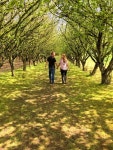 Couple walking hand in hand in the shade of filbert trees. | Stock Photo | Colourbox