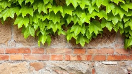 Old brick wall with green ivy climber ... | Stock image | Colourbox
