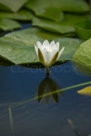 Beautiful pond with water lilies in the ... | Stock image | Colourbox