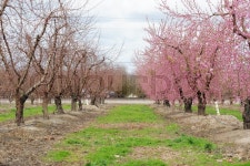 Pink flower from almond farm in ... | Stock image | Colourbox
