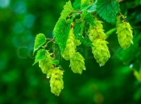 Green hop cones in the rainy summer ... | Stock image | Colourbox