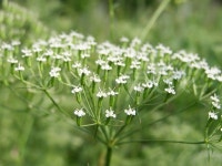 Plant with white flowers on meadow | Stock image | Colourbox