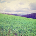 Green Sloping Meadows of Tuscany, ... | Stock image | Colourbox