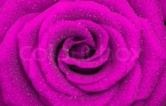 One beautiful rose, close-up, ... | Stock image | Colourbox