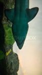 Under the sea | Stock image | Colourbox