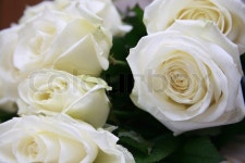 White roses | Stock image | Colourbox