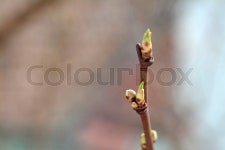 Early spring bud, closeup photo with ... | Stock Photo | Colourbox