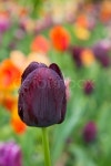 Fresh blooming tulips in the spring ... | Stock image | Colourbox