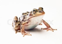 Wild Frog | Stock image | Colourbox