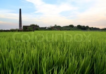 Green rice field in Bangladesh | Stock image | Colourbox