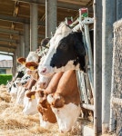 Many cows eating hay on feeding trough. | Stock image | Colourbox