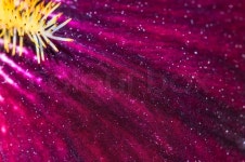 Petal iris flower close-up macro ... | Stock image | Colourbox