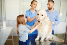 Dog sitting on table while visiting vet ... | Stock image | Colourbox