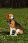 The dog breed beagle is sitting on ... | Stock image | Colourbox
